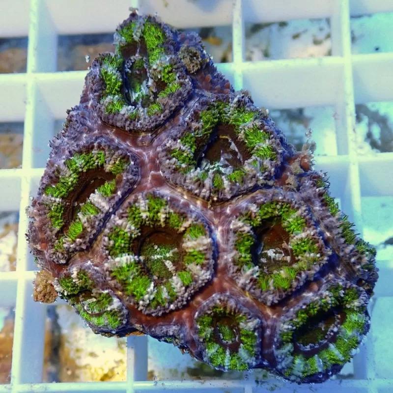 Acanthastrea B grade XL 10 15 cm Acanthastrea B grade XL 10 15 cm