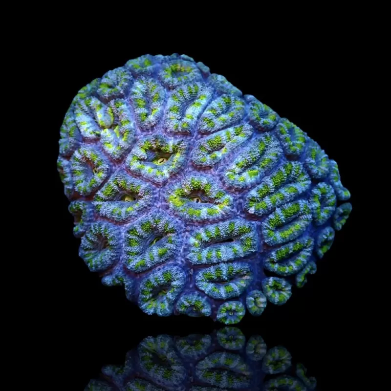 Acanthastrea B grade XL 10 15 cm Acanthastrea B grade XL 10 15 cm