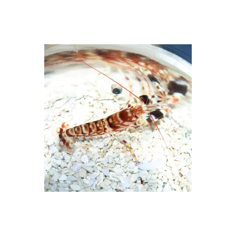 Alpheus Bellulus Alpheus Bellulus