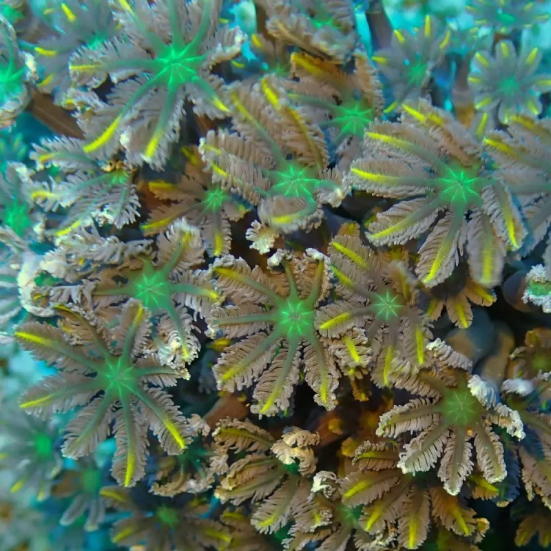 Clavularia sp Vietnam (L) Clavularia sp Vietnam (L)