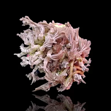 Clavularia sp. Tiny Frag| Coralandfishstore.nl