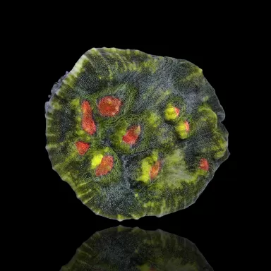 Echinopora Sp Multicolors L-Size bestellen ? l Coralandfishstore.nl
