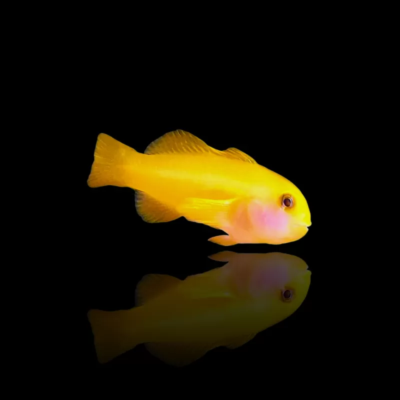 Gobiodon Okinawae - Gele koraalgobie bestellen ? l Coralandfishstore.nl Gobiodon Okinawae - Gele koraalgobie bestellen ? l Coralandfishstore.nl