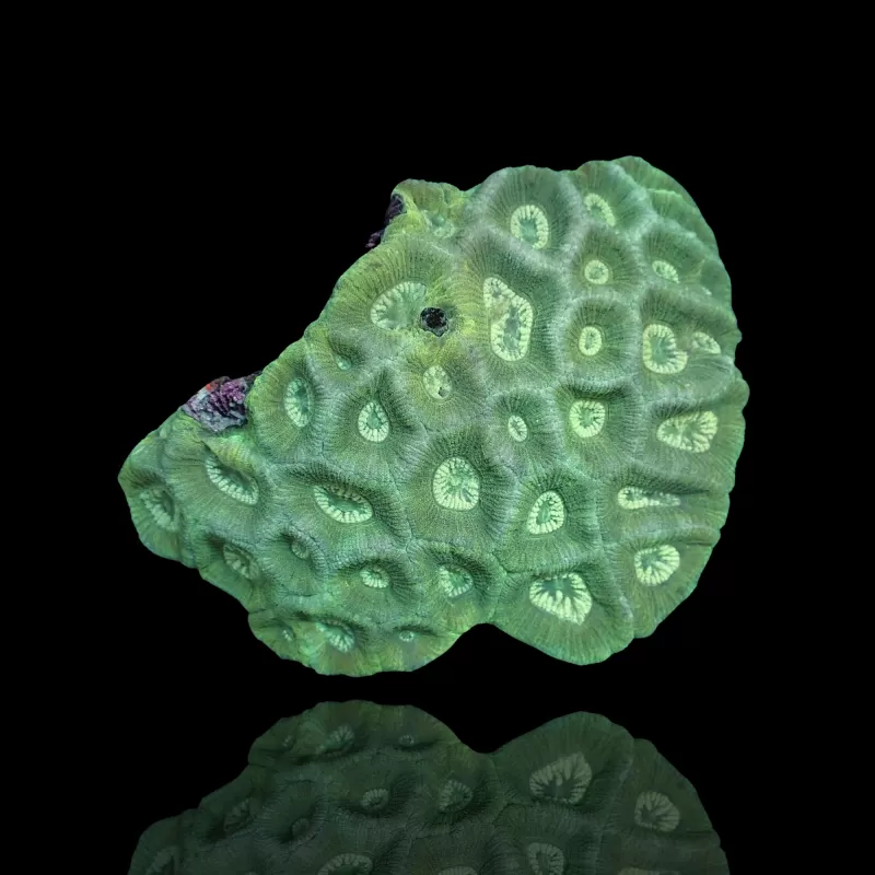 Goniastrea sp Green kopen | Coralandfishstore.nl Goniastrea sp Green kopen | Coralandfishstore.nl