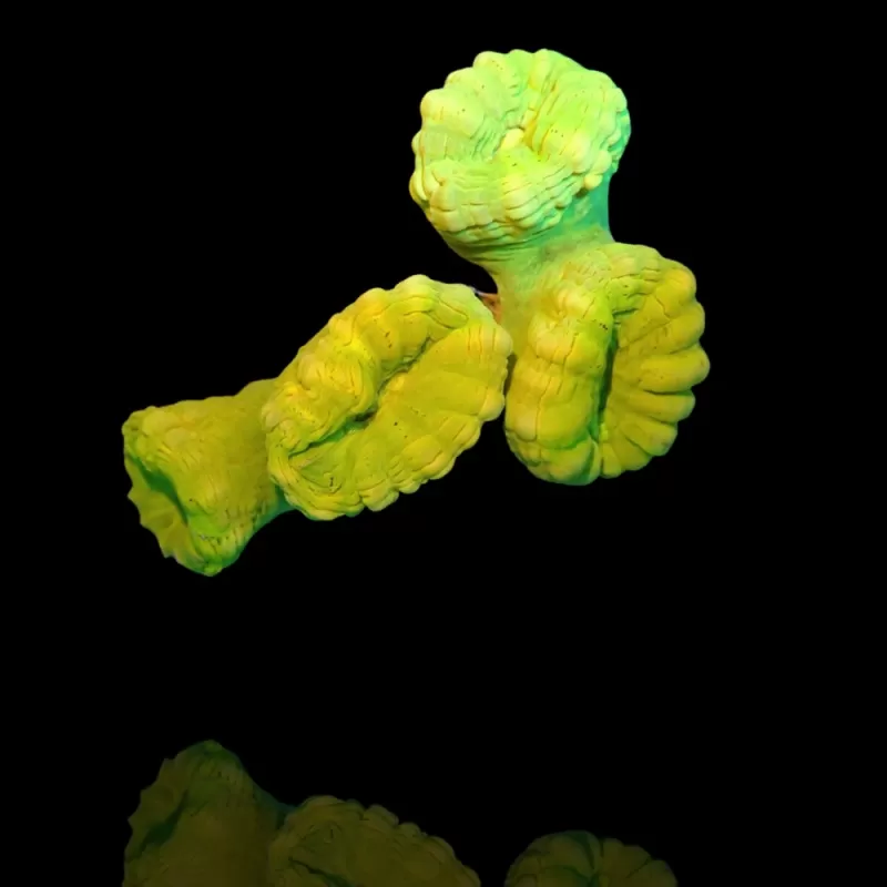 Caulastrea sp. Ultra Green bestellen? l Coralandfishstore.nl Caulastrea sp. Ultra Green bestellen? l Coralandfishstore.nl
