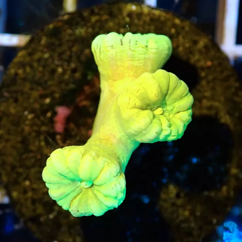 Caulastrea sp. Ultra Green bestellen? l Coralandfishstore.nl Caulastrea sp. Ultra Green bestellen? l Coralandfishstore.nl