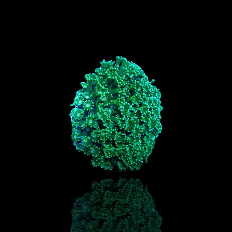 Kaufen Sie Alveopora sp Green Frag | Coralandfishstore.nl