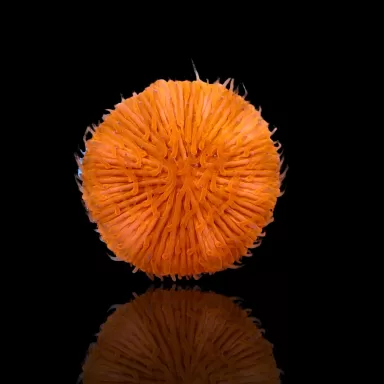 Fungia sp Ultra Orange kopen | Coralandfishstore.nl
