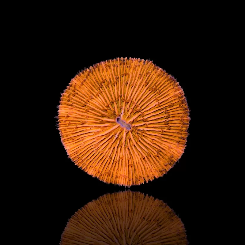 Fungia sp Ultra Orange kopen | Coralandfishstore.nl Fungia sp Ultra Orange kopen | Coralandfishstore.nl