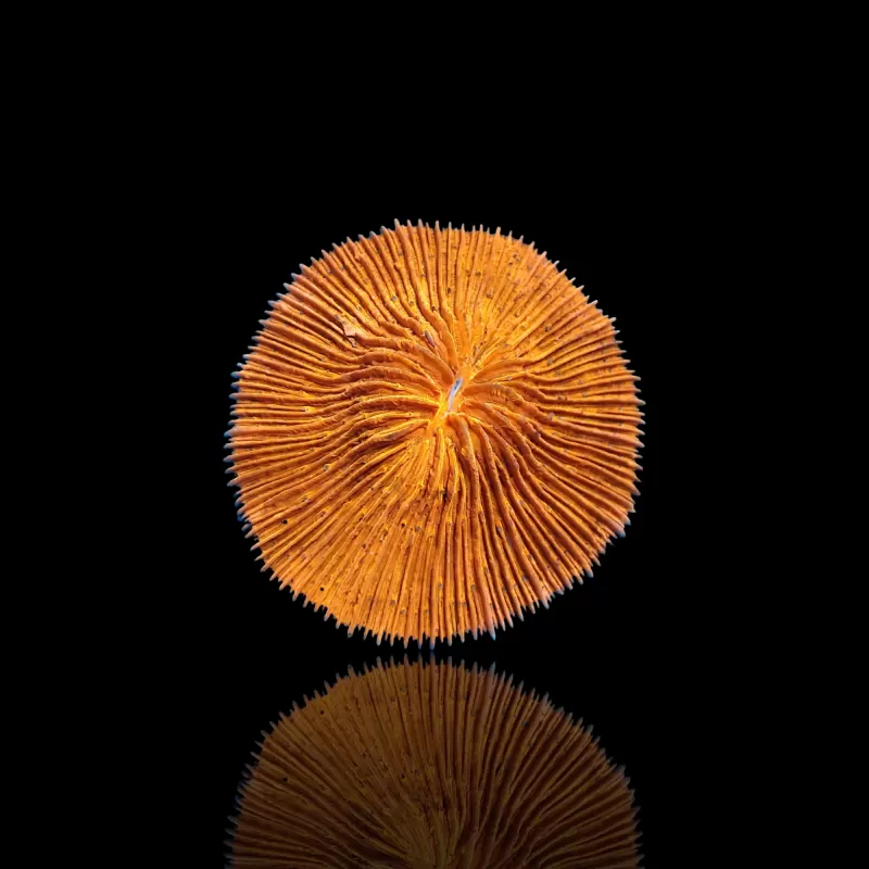 Fungia sp Ultra Orange kopen | Coralandfishstore.nl Fungia sp Ultra Orange kopen | Coralandfishstore.nl