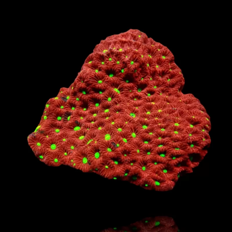 Favites Ultra War Coral