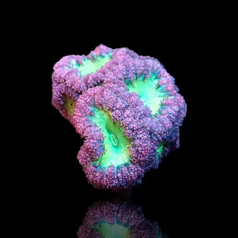 Blastomusa wellsi grey green per polyp Australie