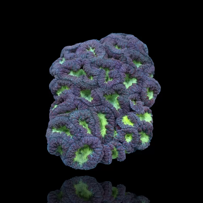 Blastomusa Wellsi Green S-size (5 a 7cm) kopen | Coralandfishstore.nl Blastomusa Wellsi Green S-size (5 a 7cm) kopen | Coralandfishstore.nl