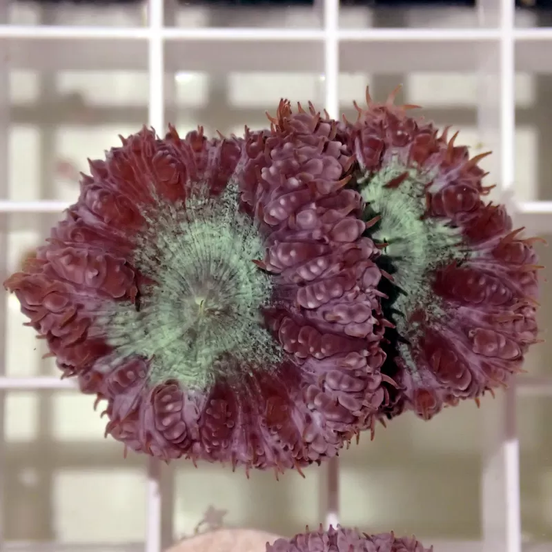 Kaufen Sie Blastomusa Wellsi Green S-Size (5 bis 7cm) | Coralandfishstore.nl Kaufen Sie Blastomusa Wellsi Green S-Size (5 bis 7cm) | Coralandfishstore.nl