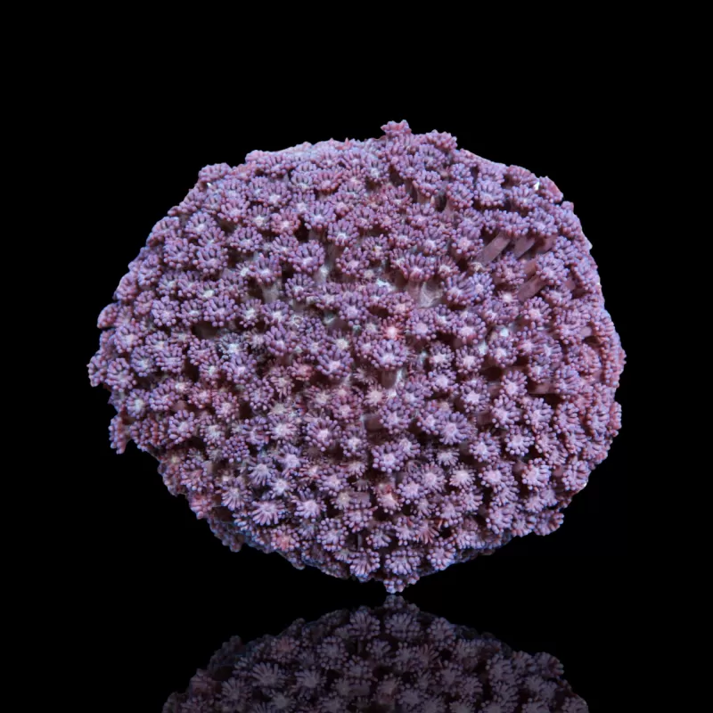 Goniopora Tenuidens Purple Indonesie S-size kopen | Coralandfishstore.nl Goniopora Tenuidens Purple Indonesie S-size kopen | Coralandfishstore.nl