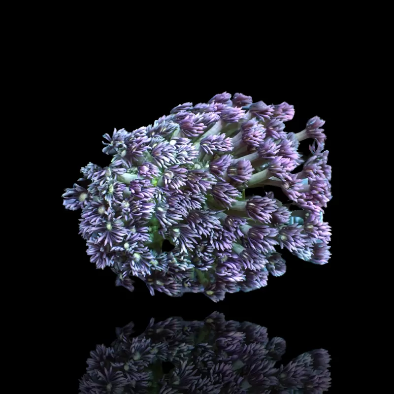 Goniopora Tenuidens Purple Indonesie S-size kopen | Coralandfishstore.nl Goniopora Tenuidens Purple Indonesie S-size kopen | Coralandfishstore.nl