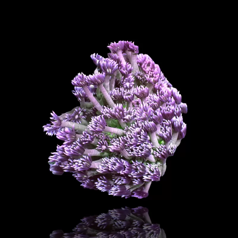 Goniopora Tenuidens Purple Indonesie S-size kopen | Coralandfishstore.nl Goniopora Tenuidens Purple Indonesie S-size kopen | Coralandfishstore.nl