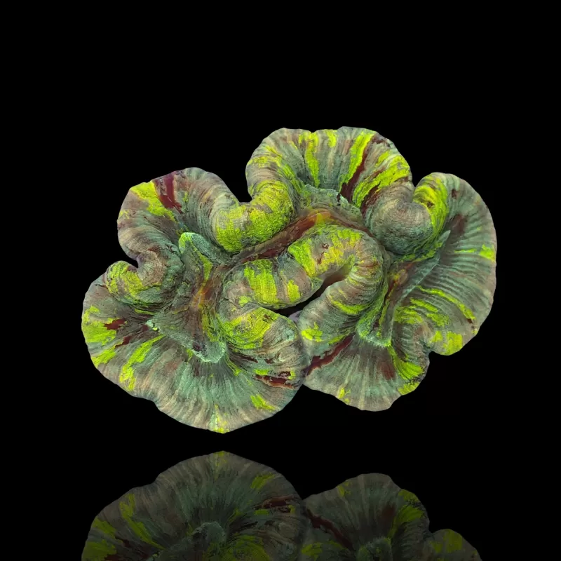 Trachyphyllia Geoffroyi sp. kopen | Coralandfishstore.nl Trachyphyllia Geoffroyi sp. kopen | Coralandfishstore.nl