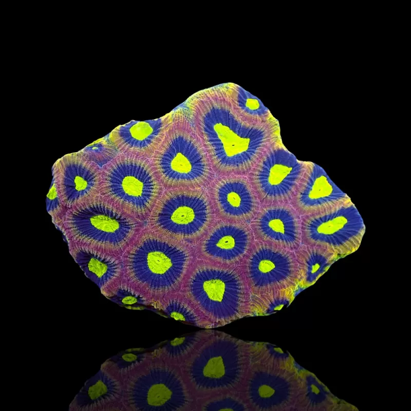 Goniastrea Alien Eye - Dragon Soul bestellen ? l Coralandfishstore.nl Goniastrea Alien Eye - Dragon Soul bestellen ? l Coralandfishstore.nl