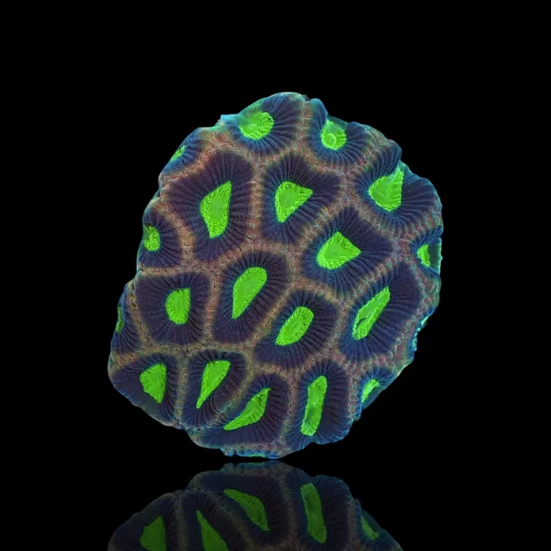 Goniastrea Alien Eye - Dragon Soul bestellen ? l Coralandfishstore.nl Goniastrea Alien Eye - Dragon Soul bestellen ? l Coralandfishstore.nl