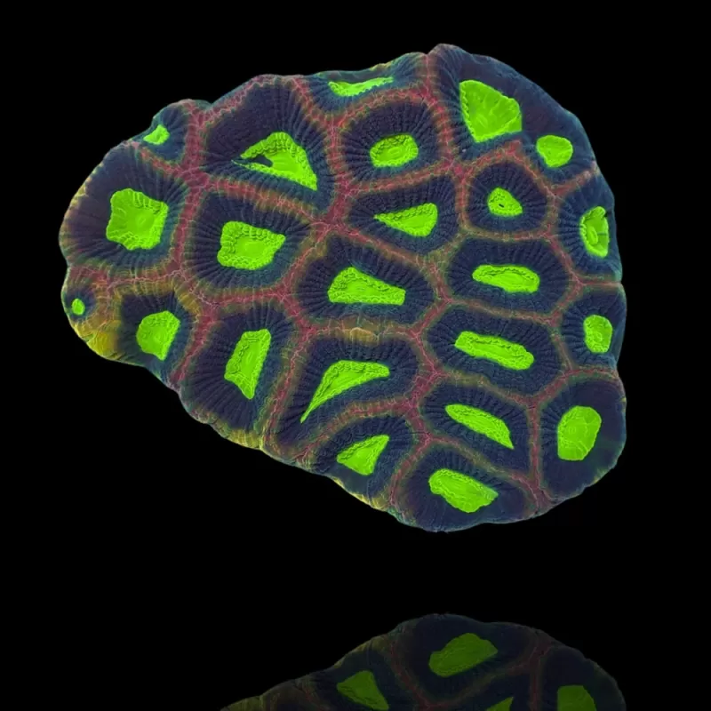 Goniastrea Alien Eye - Dragon Soul bestellen ? l Coralandfishstore.nl Goniastrea Alien Eye - Dragon Soul bestellen ? l Coralandfishstore.nl