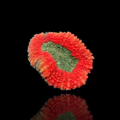 Symphyllia sp Red/Green kopen | Coralandfishstore.nl