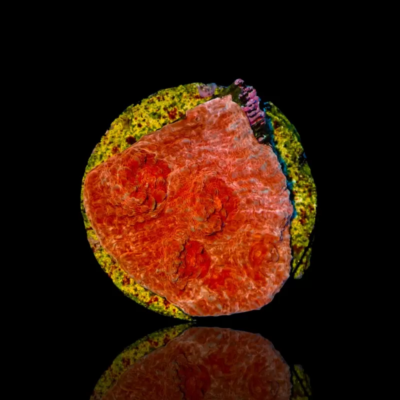 Echinophyllia (Chalice) Ultra Red kopen | Coralandfishstore.nl Echinophyllia (Chalice) Ultra Red kopen | Coralandfishstore.nl