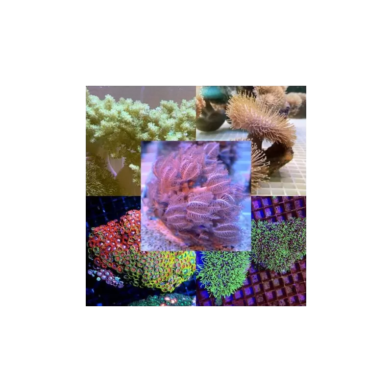 Soft Coral Pack