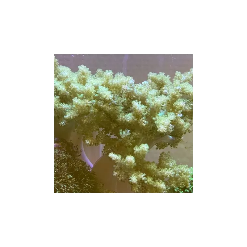 Soft Coral Pack ✔ Bestel eenvoudig online! ✔ Laagste prijs Soft Coral Pack ✔ Bestel eenvoudig online! ✔ Laagste prijs