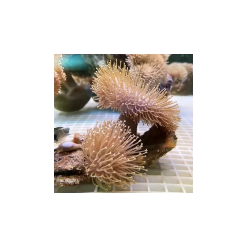 Soft Coral Pack ✔ Bestel eenvoudig online! ✔ Laagste prijs Soft Coral Pack ✔ Bestel eenvoudig online! ✔ Laagste prijs