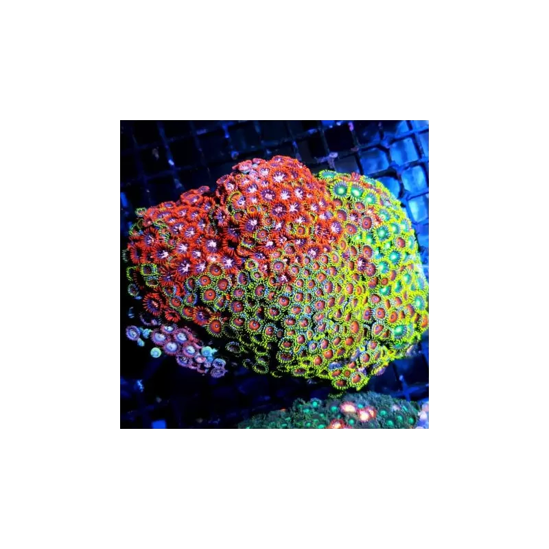 Soft Coral Pack ✔ Bestel eenvoudig online! ✔ Laagste prijs Soft Coral Pack ✔ Bestel eenvoudig online! ✔ Laagste prijs