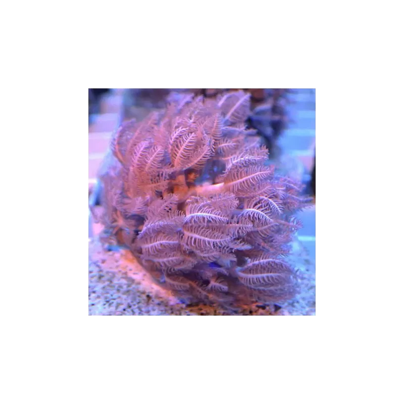 Soft Coral Pack ✔ Bestel eenvoudig online! ✔ Laagste prijs Soft Coral Pack ✔ Bestel eenvoudig online! ✔ Laagste prijs