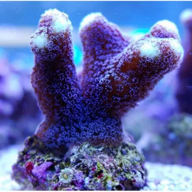 SPS Hard Coral Pack ✔ Bestel eenvoudig online! ✔ Laagste prijs