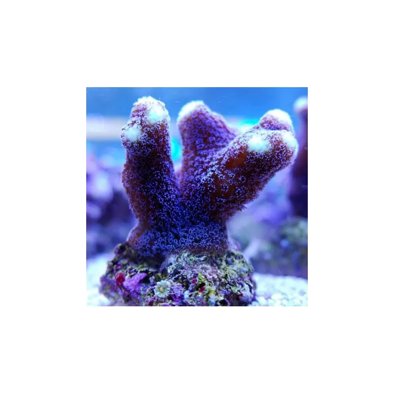 SPS Hard Coral Pack ✔ Bestel eenvoudig online! ✔ Laagste prijs SPS Hard Coral Pack ✔ Bestel eenvoudig online! ✔ Laagste prijs