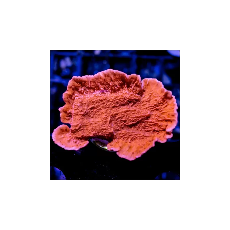 SPS Hard Coral Pack ✔ Bestel eenvoudig online! ✔ Laagste prijs SPS Hard Coral Pack ✔ Bestel eenvoudig online! ✔ Laagste prijs