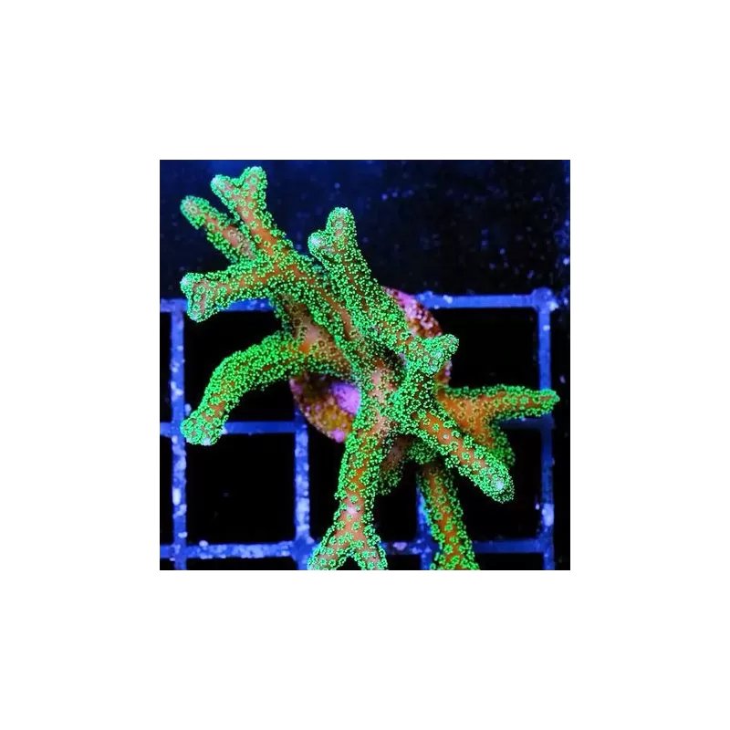 SPS Hard Coral Pack ✔ Bestel eenvoudig online! ✔ Laagste prijs SPS Hard Coral Pack ✔ Bestel eenvoudig online! ✔ Laagste prijs