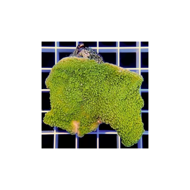 SPS Hard Coral Pack ✔ Bestel eenvoudig online! ✔ Laagste prijs SPS Hard Coral Pack ✔ Bestel eenvoudig online! ✔ Laagste prijs
