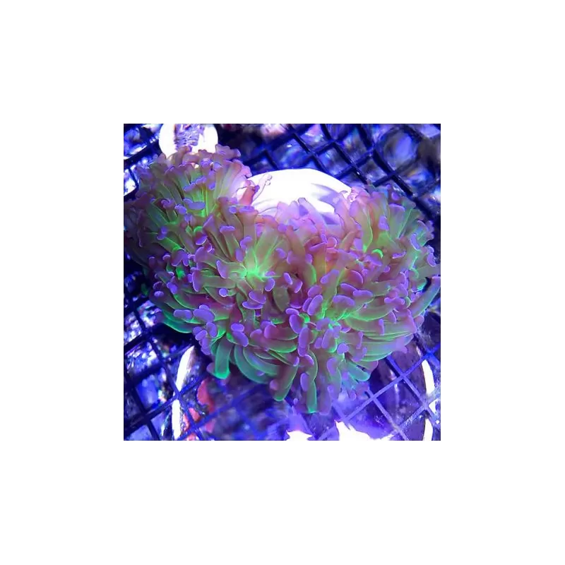 SPS Hard Coral Pack ✔ Bestel eenvoudig online! ✔ Laagste prijs SPS Hard Coral Pack ✔ Bestel eenvoudig online! ✔ Laagste prijs