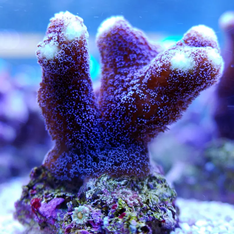 Duo Pack Stylophora + Montipora ✔ Einfach online bestellen! ✔ Niedrigster Preis Duo Pack Stylophora + Montipora ✔ Einfach online bestellen! ✔ Niedrigster Preis