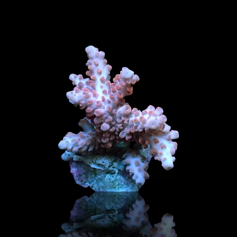 Acropora Frag Pack ✔ Bestel eenvoudig online! ✔ Laagste prijs Acropora Frag Pack ✔ Bestel eenvoudig online! ✔ Laagste prijs