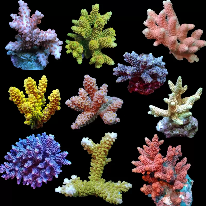 Acropora Frag Pack ✔ Einfach online bestellen! ✔ Niedrigster Preis