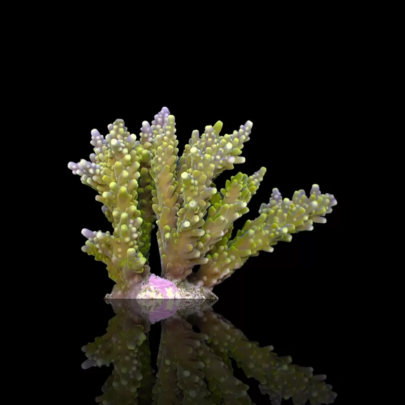 Acropora Frag Pack ✔ Bestel eenvoudig online! ✔ Laagste prijs Acropora Frag Pack ✔ Bestel eenvoudig online! ✔ Laagste prijs