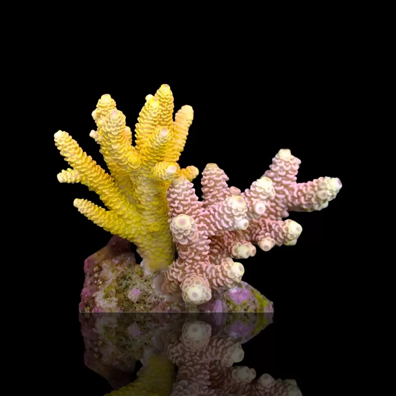 Acropora Frag Pack ✔ Bestel eenvoudig online! ✔ Laagste prijs Acropora Frag Pack ✔ Bestel eenvoudig online! ✔ Laagste prijs