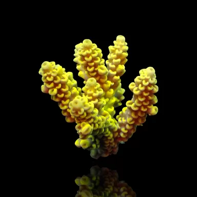 Acropora Frag Pack ✔ Einfach online bestellen! ✔ Niedrigster Preis