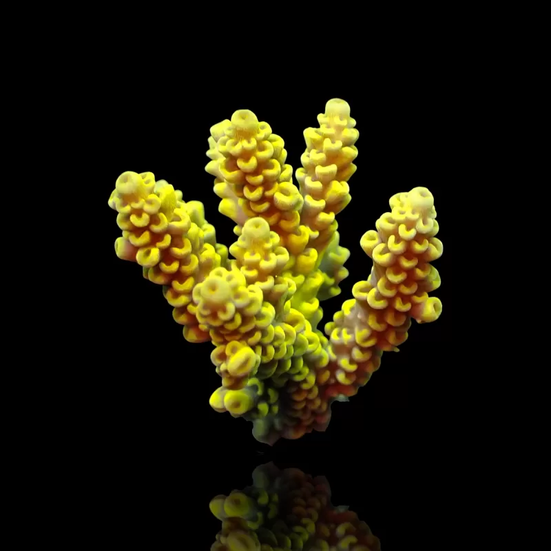 Acropora Frag Pack ✔ Bestel eenvoudig online! ✔ Laagste prijs Acropora Frag Pack ✔ Bestel eenvoudig online! ✔ Laagste prijs