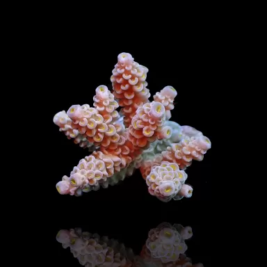 Acropora Frag Pack ✔ Einfach online bestellen! ✔ Niedrigster Preis