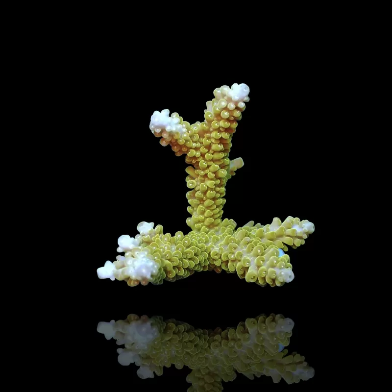 Acropora Frag Pack ✔ Bestel eenvoudig online! ✔ Laagste prijs Acropora Frag Pack ✔ Bestel eenvoudig online! ✔ Laagste prijs