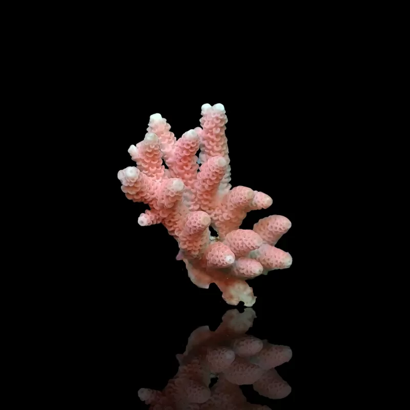 Acropora Frag Pack ✔ Bestel eenvoudig online! ✔ Laagste prijs Acropora Frag Pack ✔ Bestel eenvoudig online! ✔ Laagste prijs