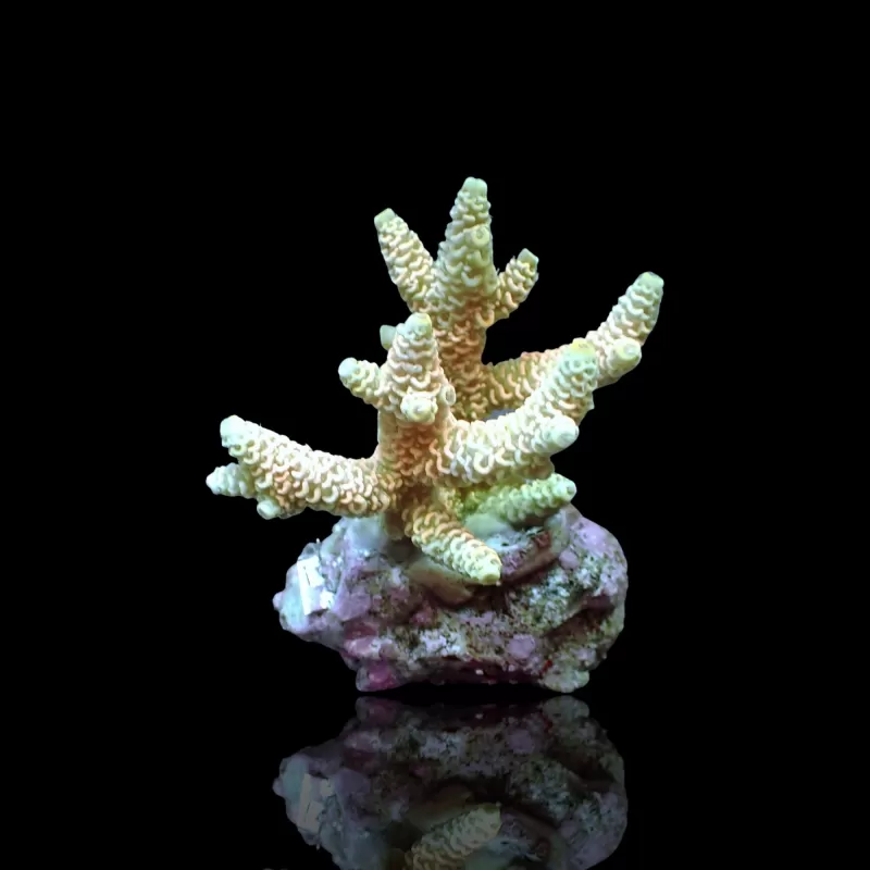 Acropora Frag Pack ✔ Bestel eenvoudig online! ✔ Laagste prijs Acropora Frag Pack ✔ Bestel eenvoudig online! ✔ Laagste prijs