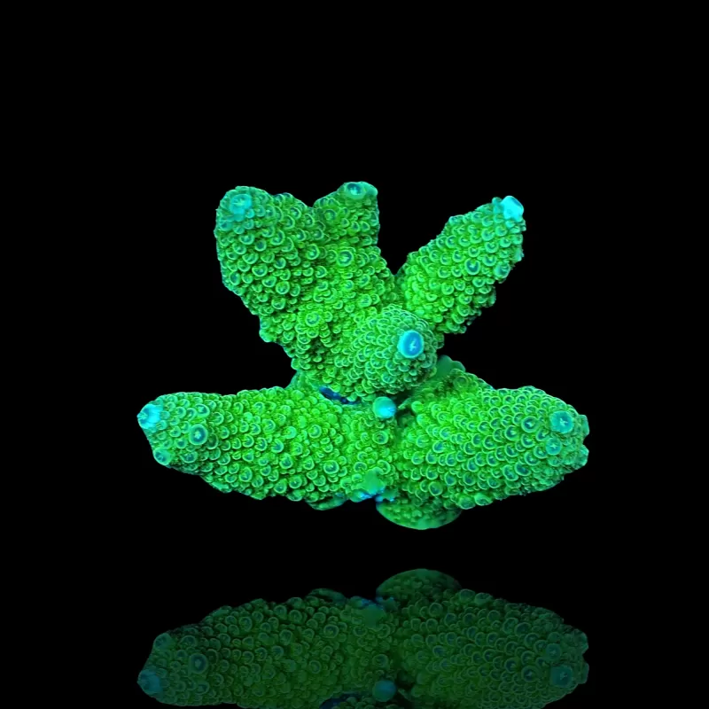 Acropora Frag Pack ✔ Bestel eenvoudig online! ✔ Laagste prijs Acropora Frag Pack ✔ Bestel eenvoudig online! ✔ Laagste prijs